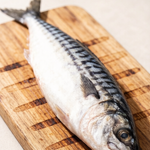 Spanish Mackerel